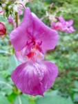 IMG_1365