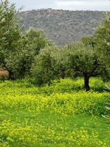 blommor olivlund kreta berg