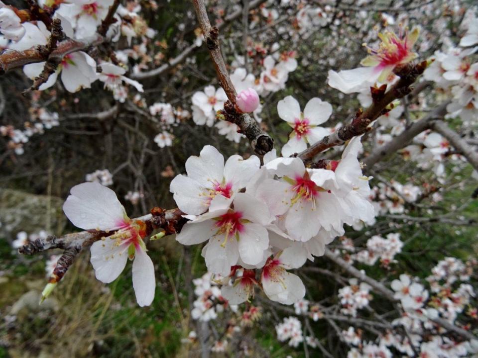 mandelblommor knoppar kreta